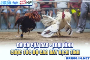 Đá Gà Cựa Dao - Loại Hình Cược Tốc Độ Cao Đầy Kịch Tính