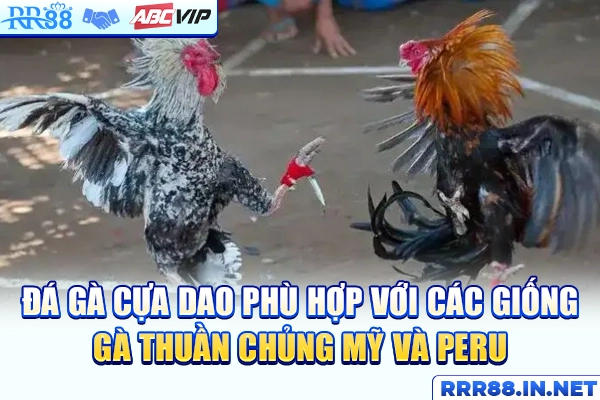 Đá gà cựa dao phù hợp với các giống gà thuần chủng Mỹ và Peru