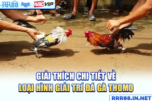 Giải thích chi tiết về loại hình giải trí đá gà Thomo