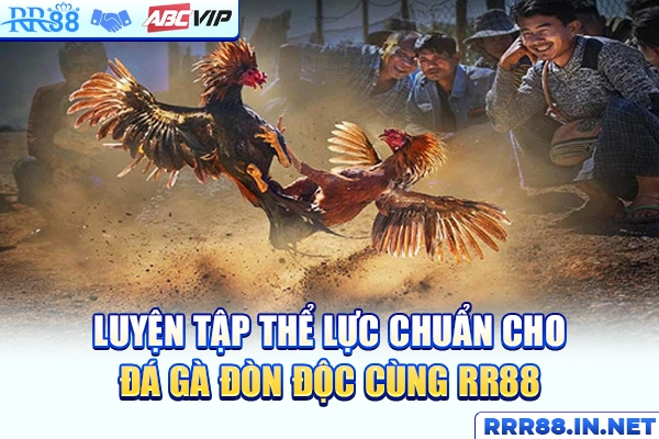 Luyện tập thể lực chuẩn cho gà đá đòn độc 