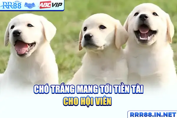 Chó trắng mang tới tiền tài cho hội viên