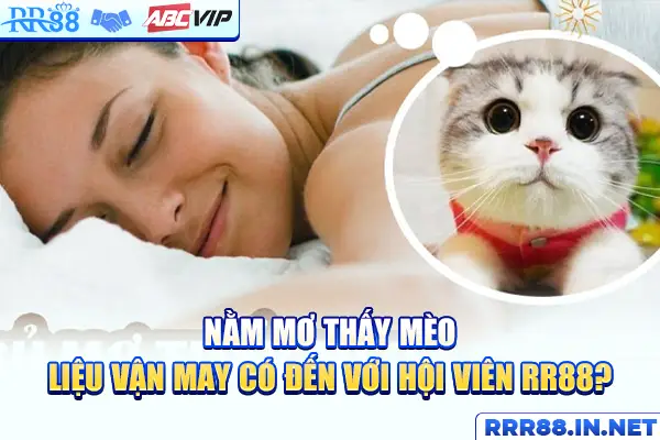 mơ thấy mèo